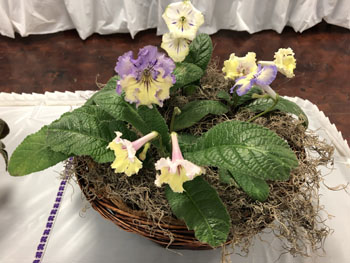 43a Streptocarpi Apis, Mr1907, Mr1920, Mr1921, Mr1919