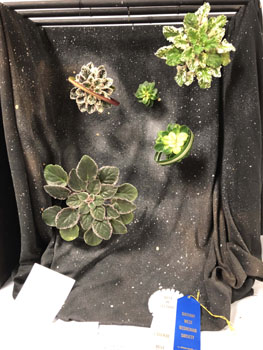 49c Vacation Imagination