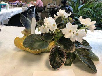 59c Unusual Container