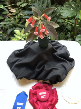 Second Best in Show Kohleria 'Bud's Stacy Lynn'