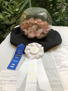 Third Best in Show Episcia 'Pink Smoke'