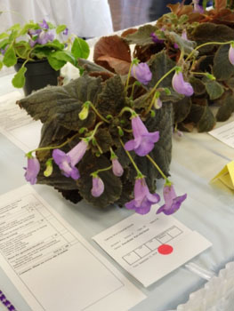 05bc-Eucodonia 'Pat's Pet Swan'