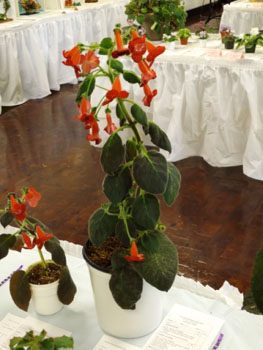 07a-Kohleria 'Red Ryder'