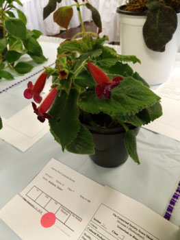 07b-Kohleria 'Jester'