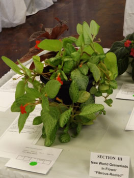 11a-Episcia 'Limeade'