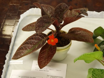 11b-Episcia 'Showtime'