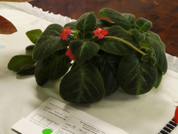 11c-Episcia 'Harmony's Slinky Pink'