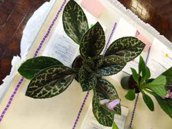 19-Primulina 'Naine'