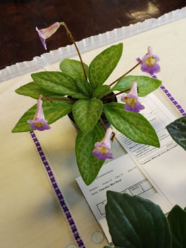 20a-Primulina 'Blue Moon'