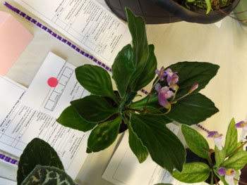 20b-Primulina 'Chastity'