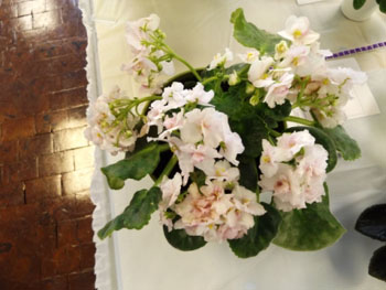 23aa-Saintpaulia 'Candy Kitchen'