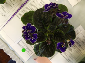 23ab-Saintpaulia 'LE-Prekrasnaia Kroelke'