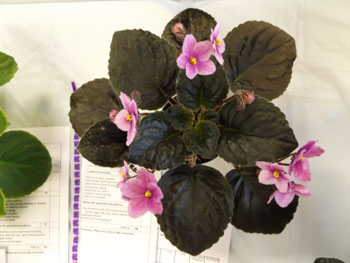 23ac-Saintpaulia 'Smooch Me'