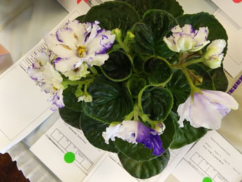 23ad-Saintpaulia 'Arctic Frost'