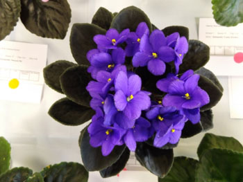 23ae-Saintpaulia 'Rhapsodie Rebecca'