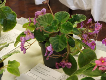 23ba-Saintpaulia 'Debbie Jean'