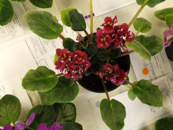 23bb-Saintpaulia 'G W Spirit'