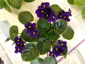 23bc-Saintpaulia BA.429R.4