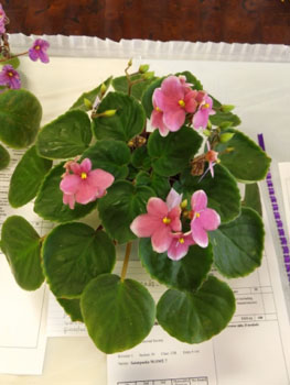 23bd-Saintpaulia M.OMT.7