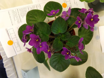 23be-Saintpaulia MIN.210