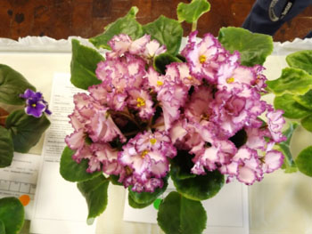 23ca-Saintpaulia 'Ian Minuet'