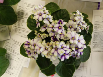 23cc-Saintpaulia BA.429R.3