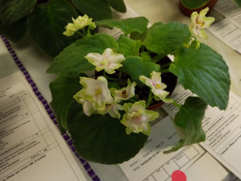 23cd-Saintpaulia Di.108.1