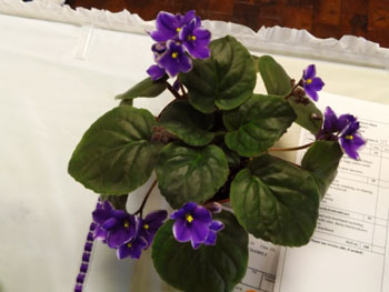 23ce-Saintpaulia CO.OMT.3