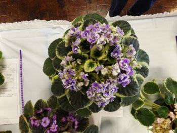 24aa-Saintpaulia 'Buckeye Seductress'