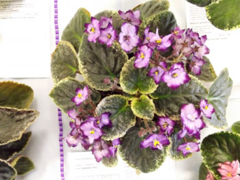 24ac-Saintpaulia F.MH.2