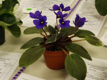 24bc-Saintpaulia R9D