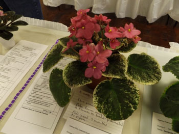 24bd-Saintpaulia F.OMT.12