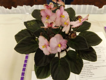 25a-Saintpaulia 'Jolly Waltz'