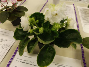 25b-Saintpaulia 'Karolevskie Kruscheva'