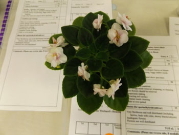 27c-Saintpaulia 'Orchard's Bumble Mgnet'