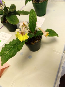 30aa-Streptocarpus 'Apis'