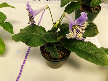 30ab-Streptocarpus 'Wendy's Hermits Kiss'