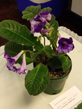 30ac-Streptocarpus 'Midnight Poison'