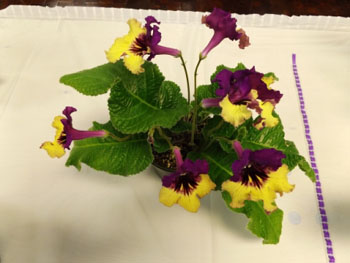 30ba-Streptocarpus 'Harlequin Purple'