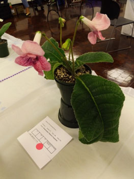 30bb-Streptocarpus 'Dimetris Temptation'