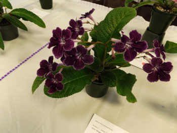 30bc-Streptocarpus 'Dreamcatcher'