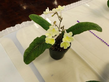 30ca-Streptocarpus 'Bikini Summer'