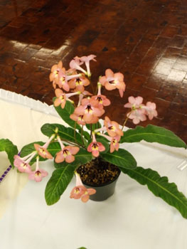 30cb-Streptocarpus 'Salmon Sunset'