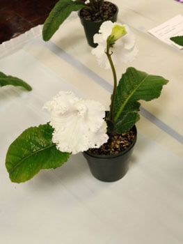 30cc-Streptocarpus 'Dimetris Girlish Love'