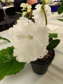 30cd-Streptocarpus 'Alissa'