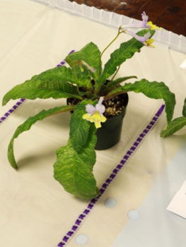 31-Streptocarpus 'Dale's Polar Canary'