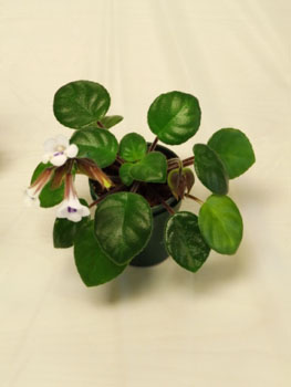 32-Deinostigma tamiana