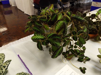 33a-Episcia 'Blue Nile'