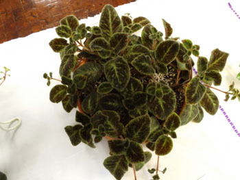33b-Episcia 'Emerald Velvet'