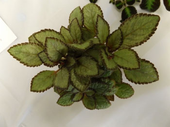 33c-Episcia 'Silver Skies'